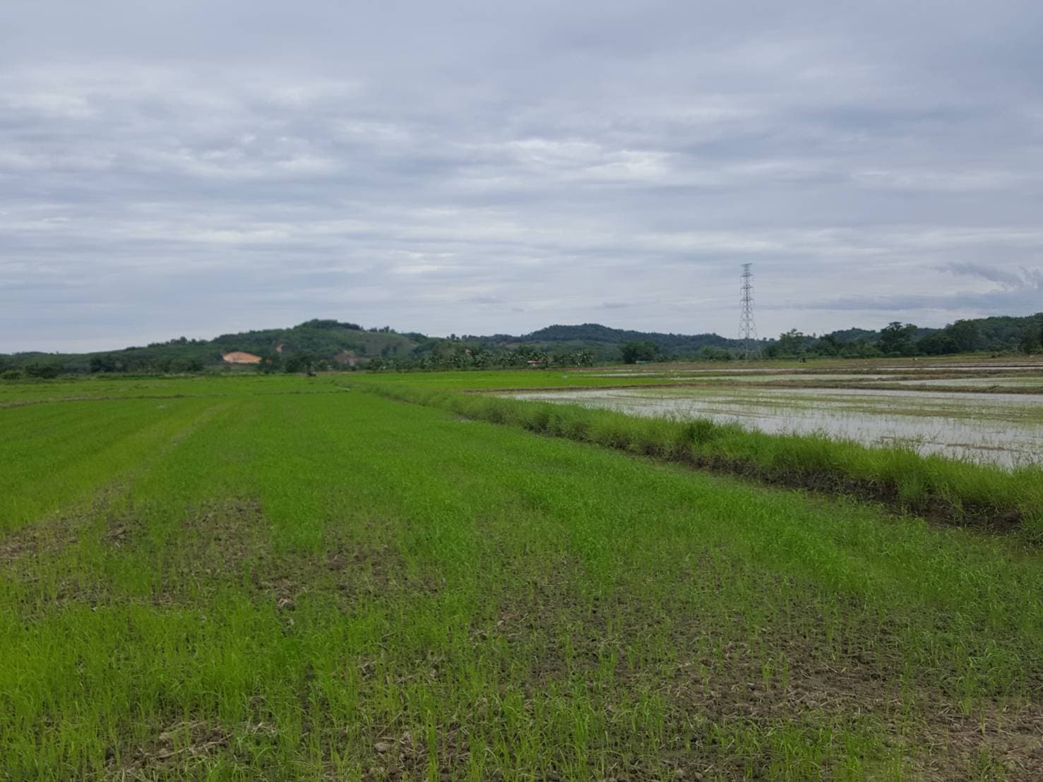 ขายที่ดินบ้านบ่อก้าง ต.จอมสวรรค์ อ.แม่จัน จ.เชียงราย พื้นที่ 11-0-8 ไร่ 6