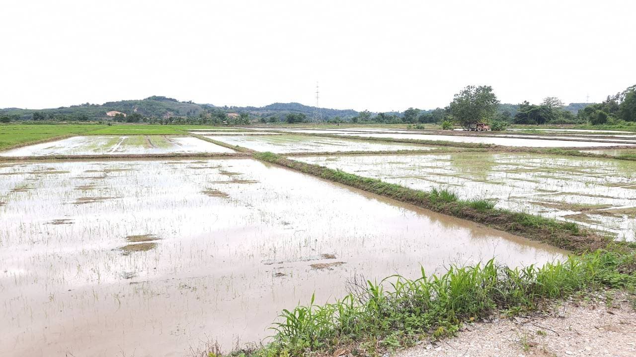 ขายที่ดินบ้านบ่อก้าง ต.จอมสวรรค์ อ.แม่จัน จ.เชียงราย พื้นที่ 11-0-8 ไร่ 4