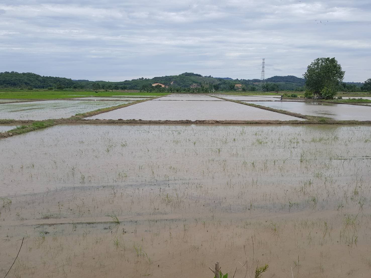 ขายที่ดินบ้านบ่อก้าง ต.จอมสวรรค์ อ.แม่จัน จ.เชียงราย พื้นที่ 11-0-8 ไร่ 3