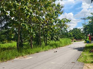 ขายที่ดิน บ้านน้ำซับ ต.นาวังหิน พนัสนิคม ใกล้ตลาดน้ำ 3 วัง ยกแปลง 5-3-2 ไร่ เพียง 3.9 ล้านบาท ฟรีโอน 4